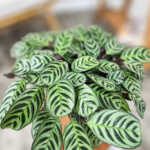Burle Marx Calathea