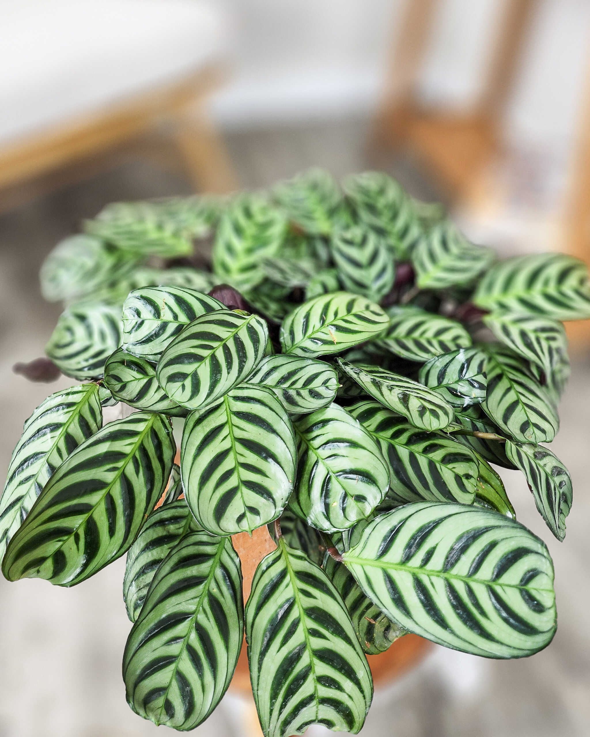 calathea stromanthe sanguinea Stromanthe Triostar – Hey Rooted main image 0
