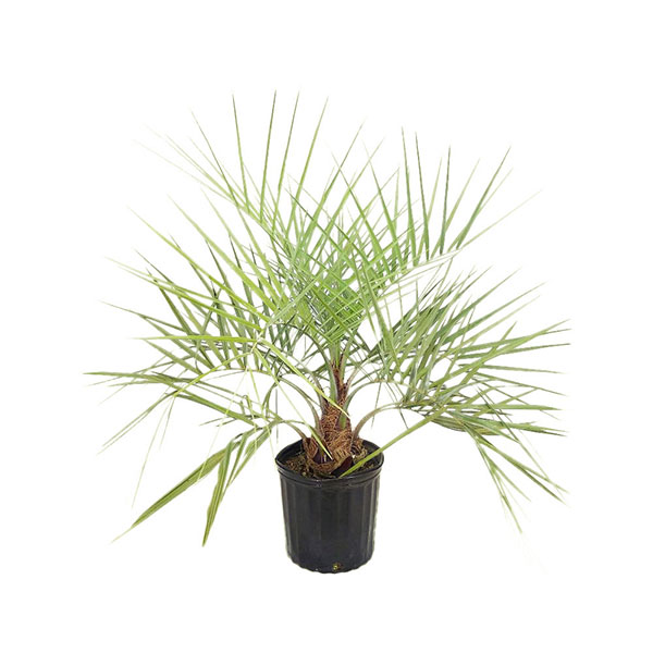 Buy Butia capitata, Cocos australis, Pindo Palm, Wine Palm, Jelly Palm