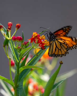 butterfly on milkweed