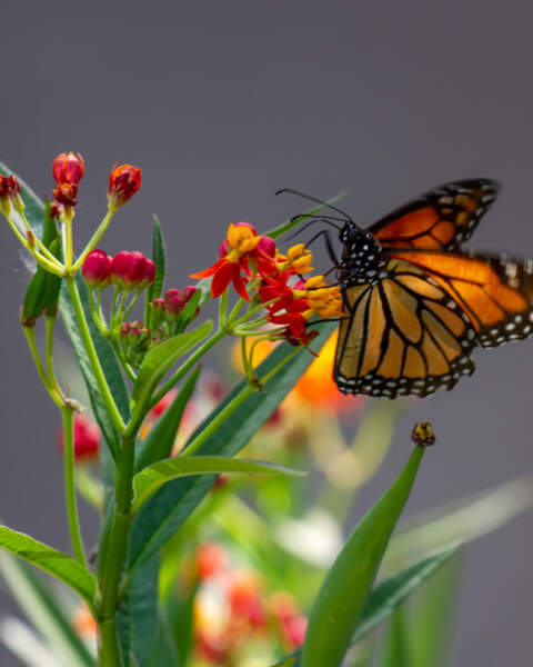 Monarch on Milkweed