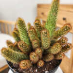 Cactus Ladyfinger
