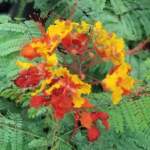 caesalpinia pulcherrima pride of barbados flower