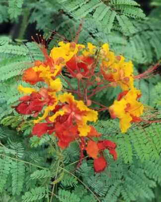 caesalpinia pulcherrima pride of barbados flower