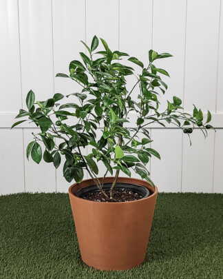 Calamondin