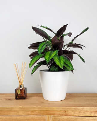 Calathea Beauty Star (1g)