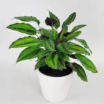Calathea Beauty Star