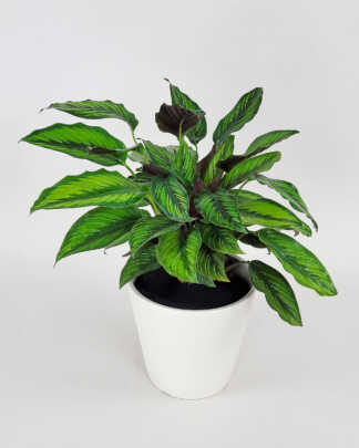 Calathea Beauty Star