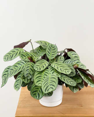 calathea burle marx