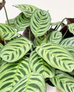 Foliage calathea burle marx