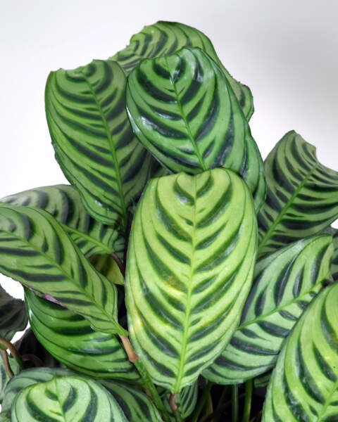 Foliage 1 Foliage 1
