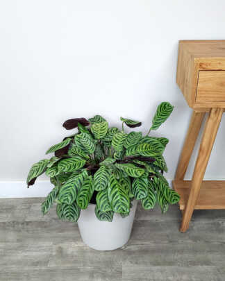 Calathea Burle Marx