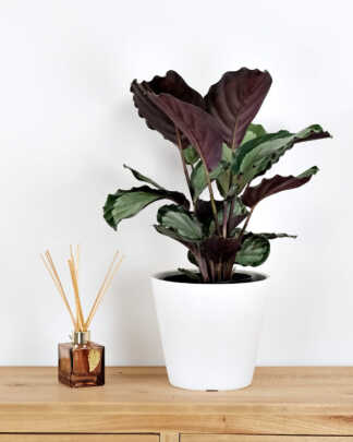 Calathea Corona