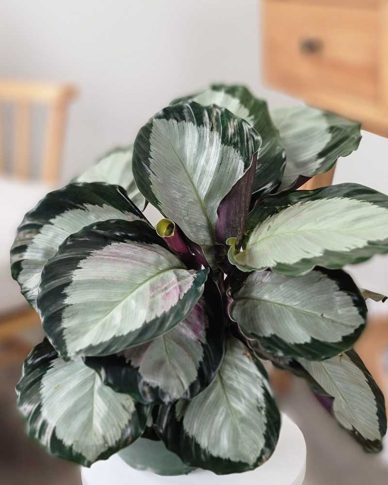 Calathea Roseopicta Corona PlantVine Calathea Roseopicta Corona PlantVine
