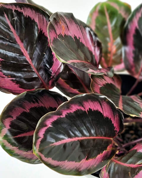 Foliage Foliage