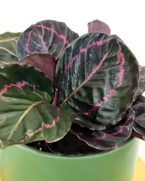 Foliage Foliage