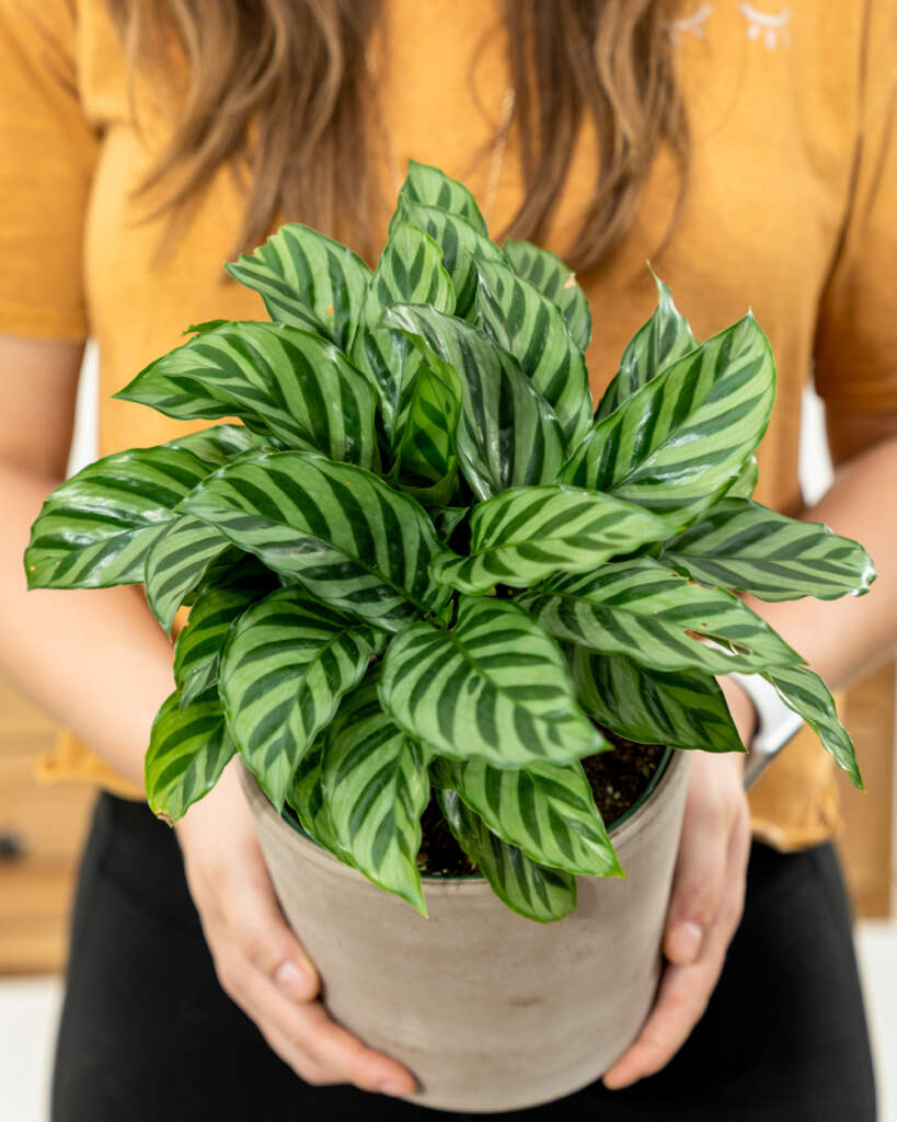 Calathea concinna 'Freddie', Prayer Plant PlantVine