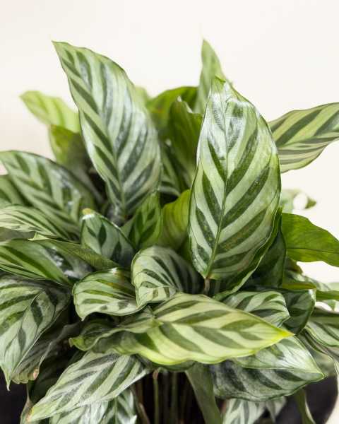 Foliage Foliage