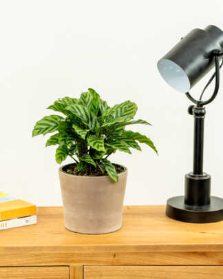 calathea freddie