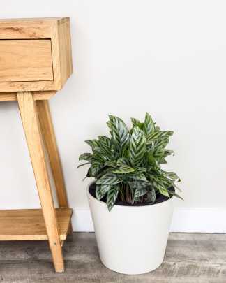 Calathea concinna 'Freddie' - Large