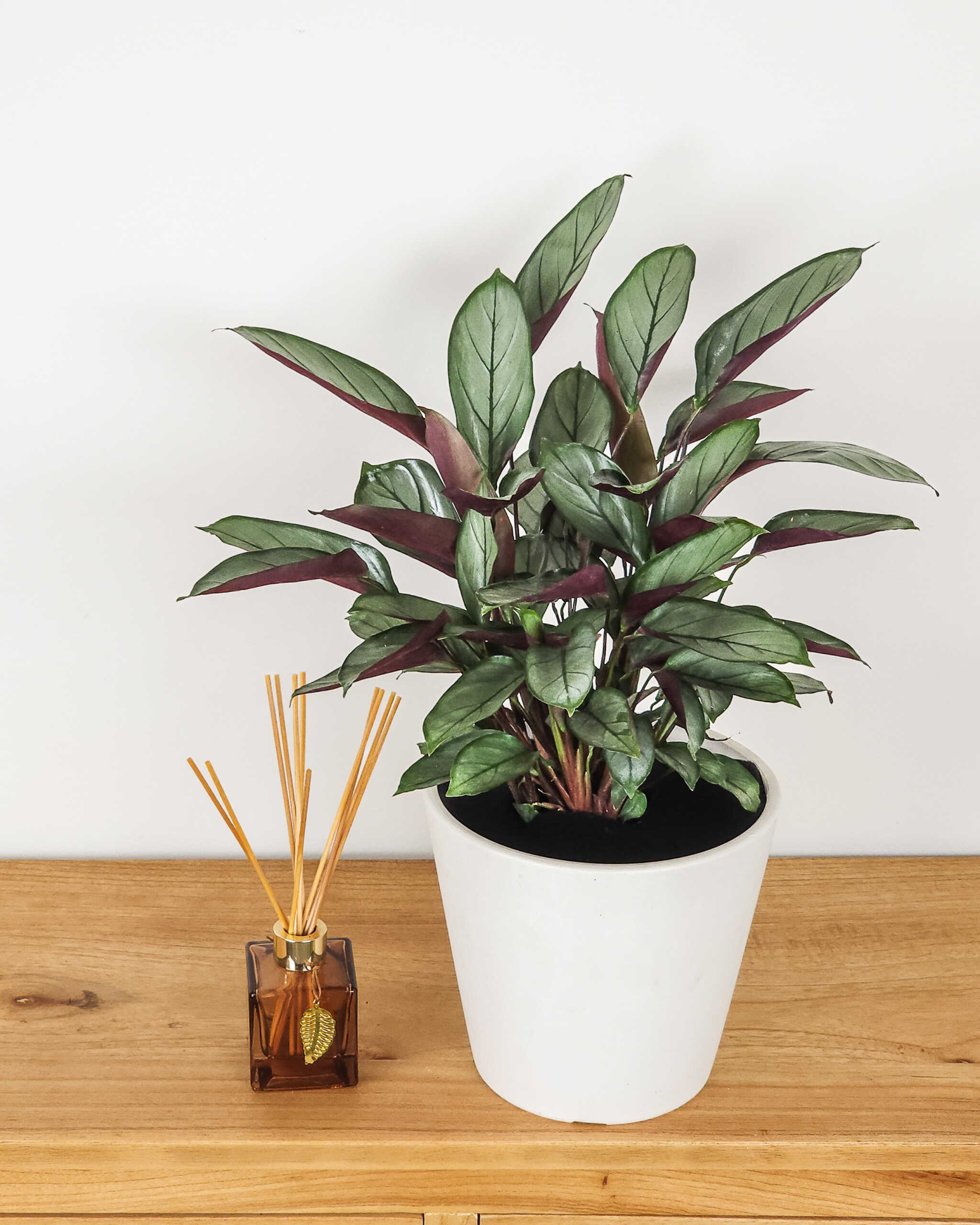 Calathea Gray Star