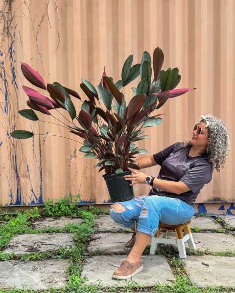 PlantVine Picks PlantVine Picks