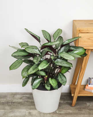 Calathea Grey Star