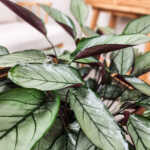 Calathea Grey Star