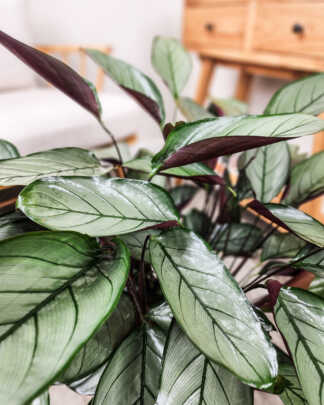 Calathea Grey Star
