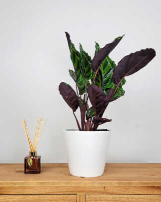 Calathea Illustris