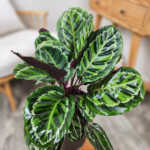 Calathea Illustris