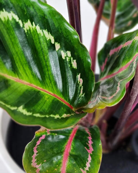 Foliage Foliage