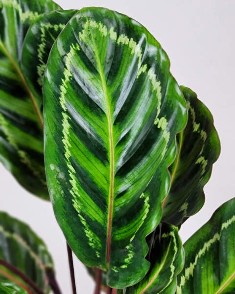 Foliage Foliage
