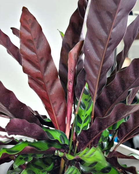 Foliage Foliage
