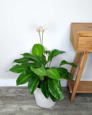 Calathea Loeseneri