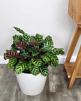 Calathea Makoyana