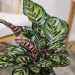 Calathea Makoyana