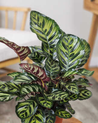 Calathea Makoyana