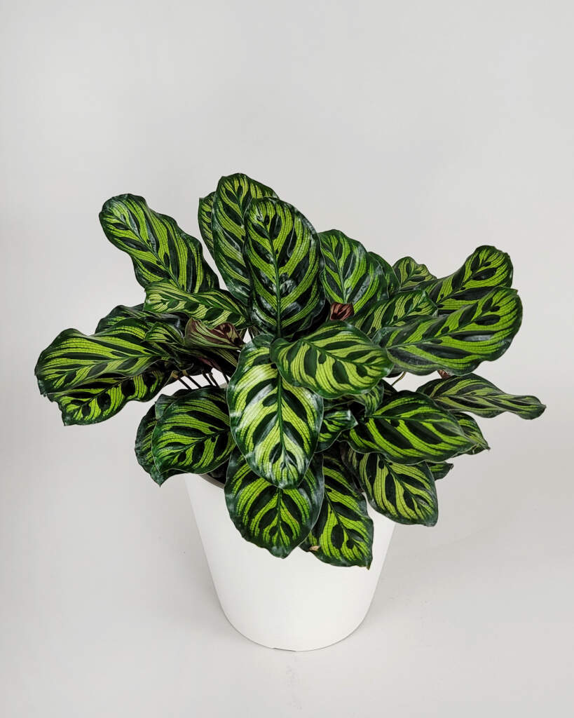Peacock Calathea