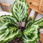 Calathea Marion