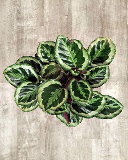 Calathea Marion