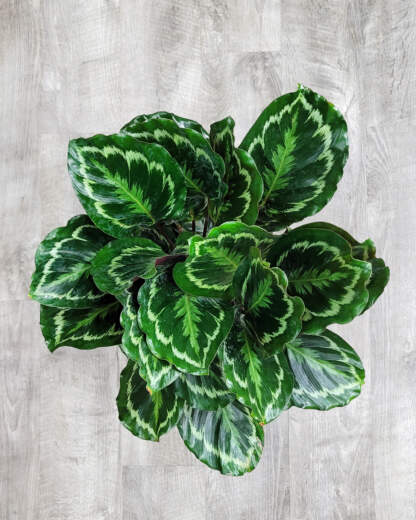 Calathea Medallion