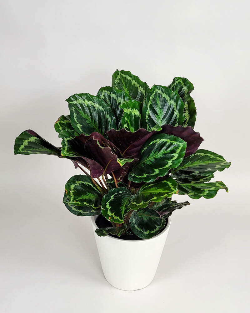 Medium Calathea 'Medallion' (Calathea roseopicta 'Medallion') – Rooted