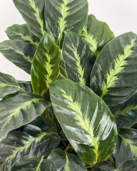 Foliage Foliage