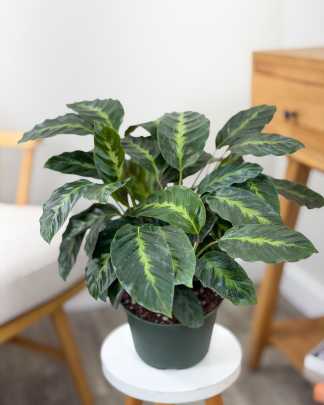 Calathea Misto