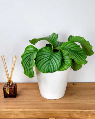 Calathea Orbifolia