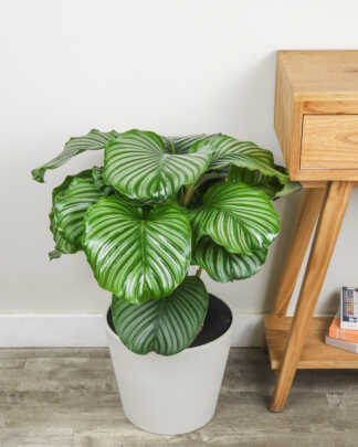 Calathea Orbifolia