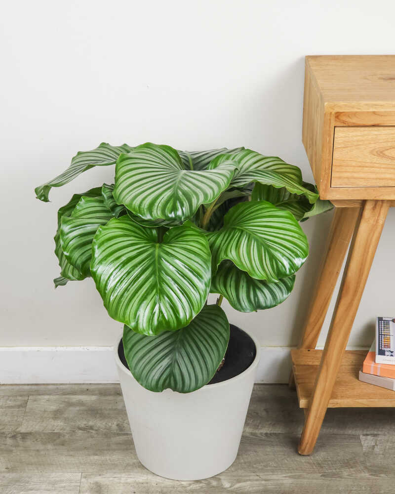 image.title Calathea orbifolia