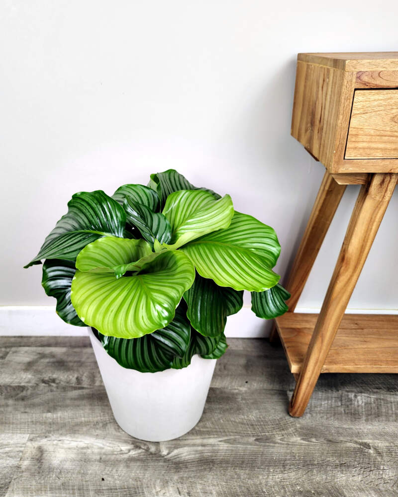 Calathea orbifolia