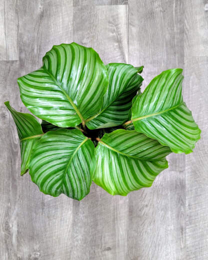 Calathea Orbifolia